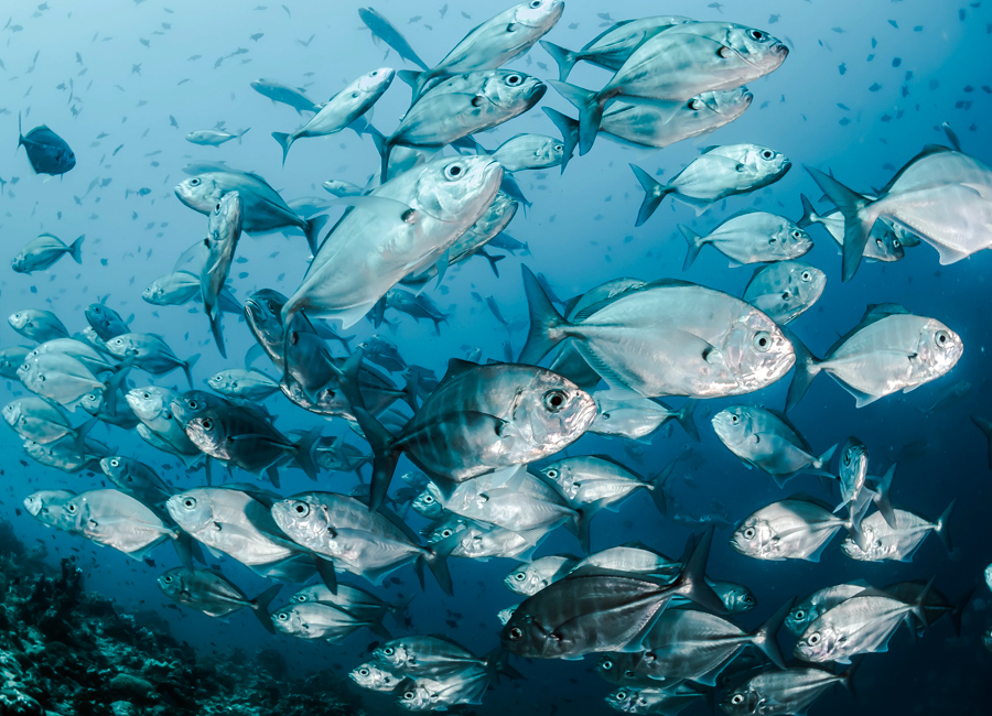 Reef Fish