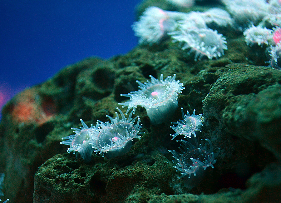 Sea Creatures
